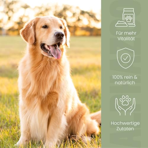 alphazoo Alpha-Immun Futteröl für Hunde 250 ml - naturbelassene Mischung aus Lachsöl, Leinöl, Nachtkerzenöl & Hagebuttenkernöl. Ergänzungsfuttermittel zur Unterstützung von Haut, Fell & Wohlbefinden.