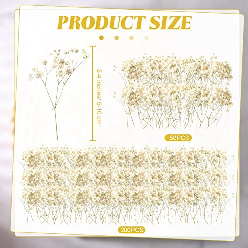 Fumete 50 Pcs Mini Dried Baby Breath Flowers Christmas Ivory Natural Flowers ...