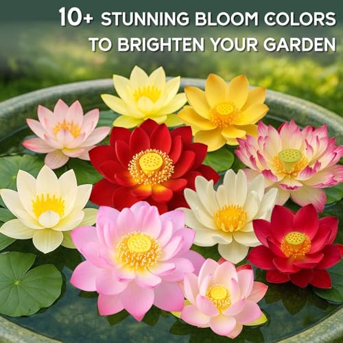 80Pcs Lotus Seeds for Planting – Bonsai Bowl Lotus Flower Seeds, Mixed Non-GMO Easy Grow Semillas de Flor de Loto for Pond, Fish Tank & Home Garden - Thumbnail 2