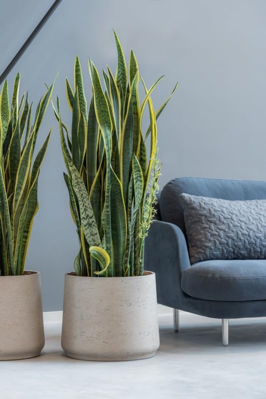 Miniatura 3 de Maceta pequeña gris de 7 pulgadas de alto x 8 pulgadas, maceta gris lavada para interiores y exteriores Pottery Pots