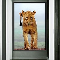 Framed Canvas Wall Art Lions Animals Chic Dramatic Lion Living Room Multicolor Photography - 16x24 inches