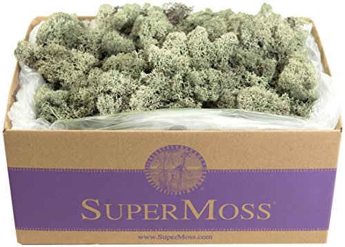 SuperMoss 21786 Reindeer Moss Preserved Black Appx. 3 lb Bulk Case product thumbnail 9