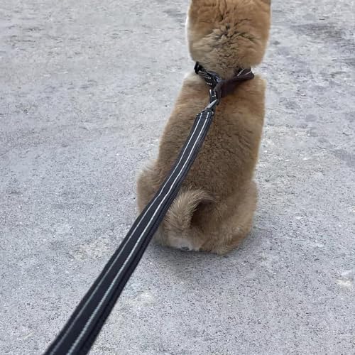 Image of TRUE LOVE Reflective Dog Leash Puppy Walking Lead, Padded Pet Chain Rope,Length 110cm Truelove TLL2111(Black,M)