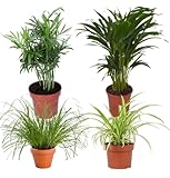 Pflanze Plus | 4er Pflanzenset “Katzenliebhaber” | Ø 30–45 cm | Katzengras, Bergpalme, Goldfruchtpalme, Grünlilie | Pflegeleichte Zimmerpflanzen Für Wohnung & Büro