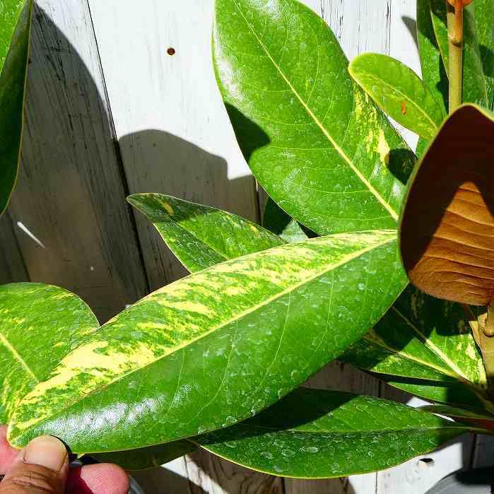Amazon | タイサンボク 斑入り 苗 6号鉢 泰山木 苗木 植木 白い大輪の 