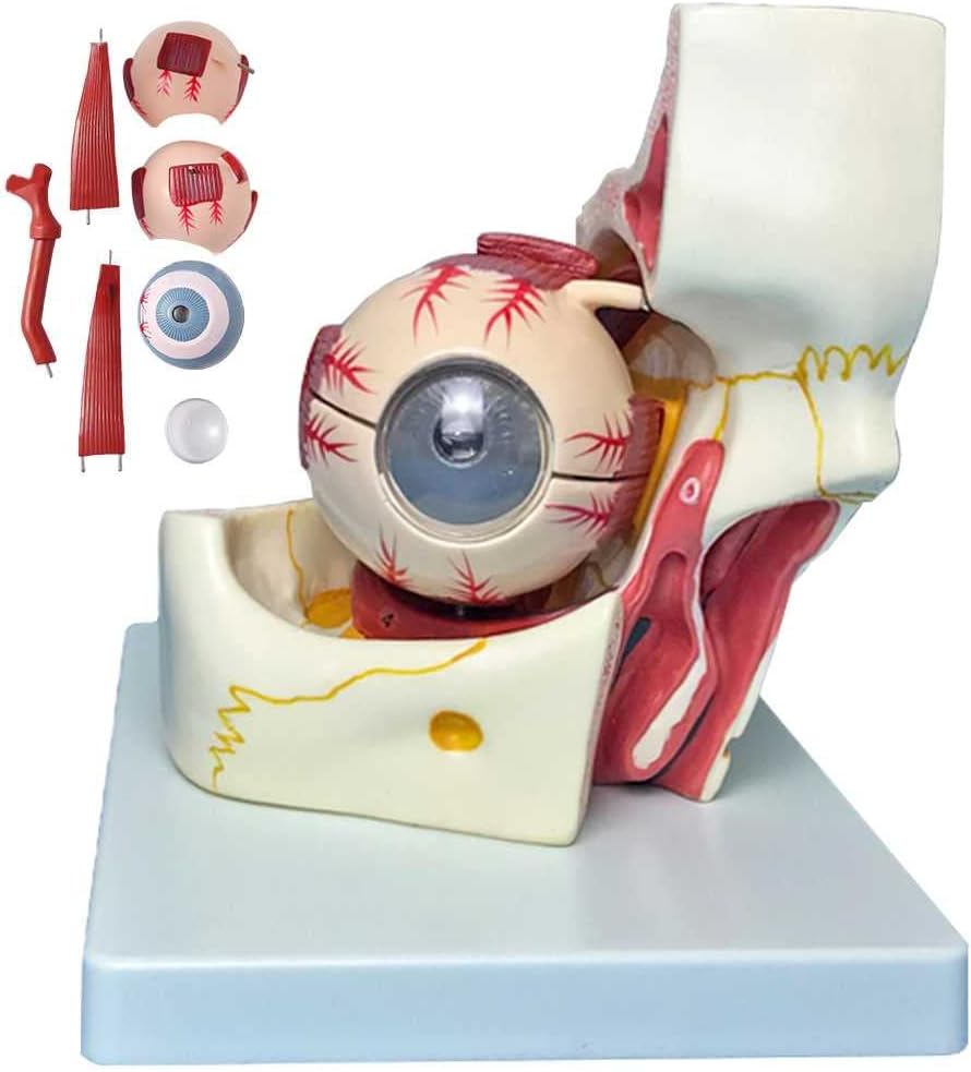 Teaching Model,Eyeball Anatomy Model, 3 Times Enlargement Eye and Eye Orbital Model with 10 Detachable Parts & Clear Details for Learning and Understanding The Structure of The Eye