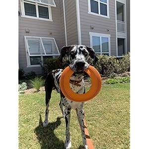 Nylabone-Power-Play-Super-Flyer-Gripz-Disc-for-Dogs-Super-Flyer-One-Size-1-Count - Cucciolini Doodles   Nylabone-Power-Play-Super-Flyer-Gripz-Disc-for-Dogs-Super-Flyer-One-Size-1-Count