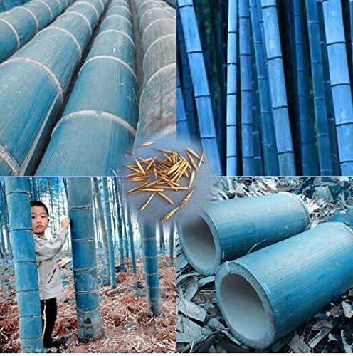Portal Cool 25 semi rari Blue Giant Bamboo, Bamboo Heterocycla Phyllostachys, Bambusa