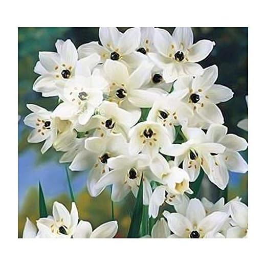 Shop Meeko Ornithogalum saundersiae - Stella di Betlemme - 10 semi