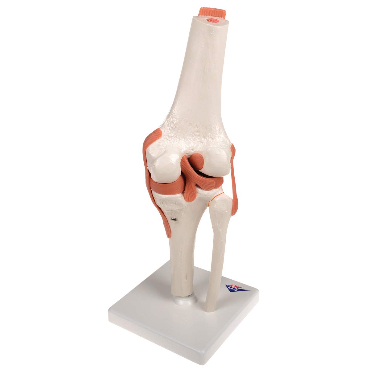 3B Scientific® Modelo Funcional de Articulación de Rodilla – Anatomía a Tamaño Real con Ligamentos, Demostración de Movimiento Natural + Smart Anatomy App (Garantía de 5 Años)