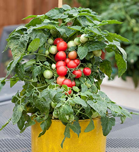 Image of Live Green Vegetable Seeds | Cherry Tomato Seeds | F1 Hybrid | Organic Seeds | For Home & Kitchen Garden | Pack of 1 pkt 60-80 Seeds