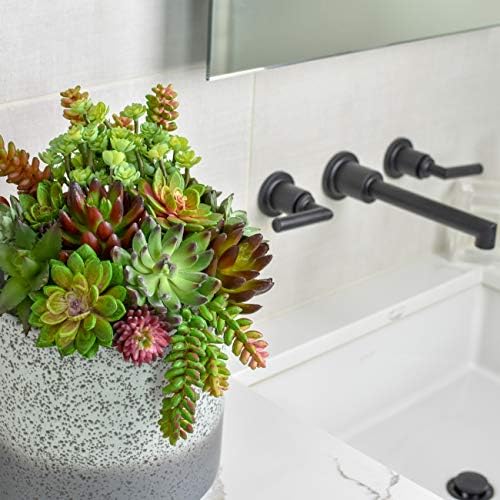 Opiniones y reviews de Plantas suculentas precio los más recomendados. 9 Imagen adicional