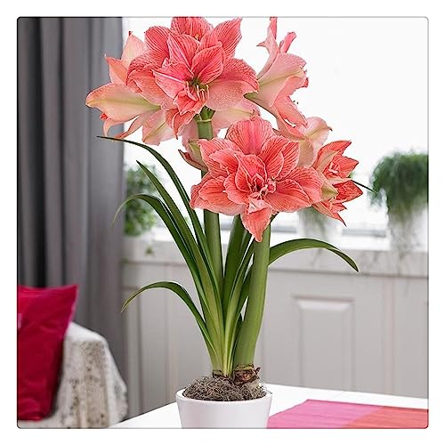 Amaryllis Bulb hippeastrum bulbs/Potted/Plants/Rhizome/Pleasant/Ornamental/Resistant/Bedding/Gorgeous-1bulbs-A