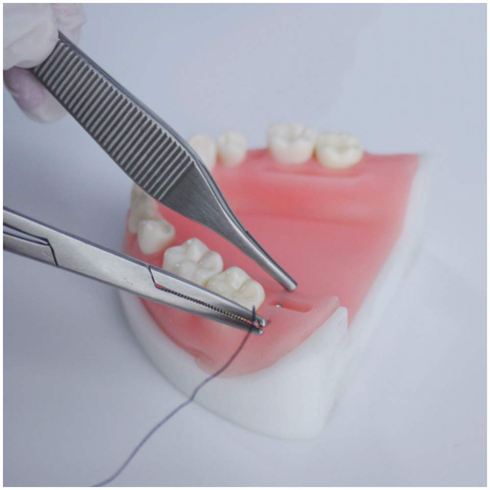 Buy Periodontal Suture Practice Model Oral Suture Simulatior Suture