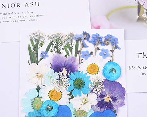 Flores Naturales Secas para Manualidades DIY miniatura 4
