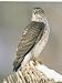 The Bird Feeder Book: Attracting, Identifying, Understanding Feeder Birds