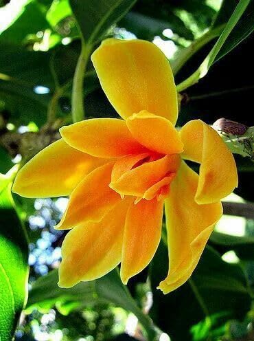 Image of All-Time Blooming Golden Swarna Champa (Grafted) - Hybrid Live Flower Plant | Michelia Champaca (Hirwa Chafa /Sonchapa /Sarna Chapa /Champak) | Pack of 1 Healthy Plant for Home & Garden