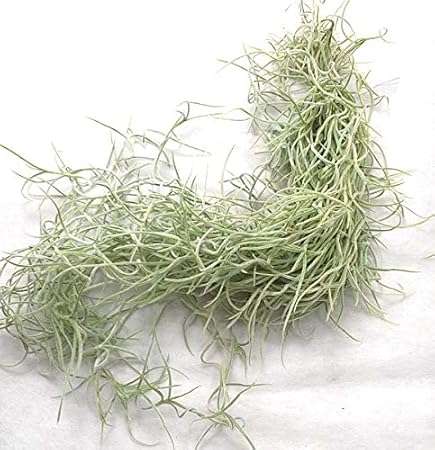 Amazon エアープランツ チランジア ウスネオイデス スパニッシュモス 長さ30 40cm前後 エアプランツ 観葉植物 オンライン通販 Amazon エアープランツ チランジア ウスネオイデス スパニッシュモス 長さ30 40cm前後 エアプランツ 観葉植物 オンライン通販