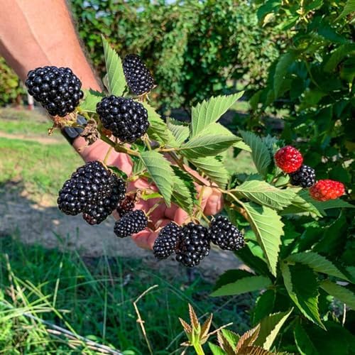 60 Seeds - Giant BlackBerry Seeds - Black Berry Or Raspberry Seeds - Huge Fruit Or Rubus Bush Fruit Seeds | Jocad Giant Fruit Seeds for Planting in Your Garden -