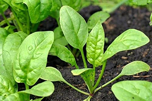 Image of Palak seeds desi (400 seeds)