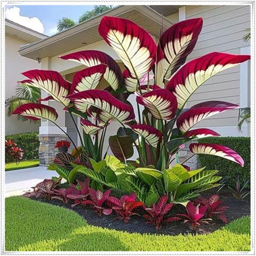 Mysteriöse magische Glühbirne,Winterhart pflanzen,Mehrjährige Blumenzwiebel ist winterhart, 2025 Winterhart zwiebeln,Blumenzwiebel Mix-3 Elefantenohr knolle-I