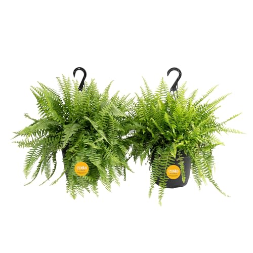 Costa Farms Live Boston Fern Plants (2-Pack) Indoor Houseplants Large 2-3 ft Tall Real Hanging Plants in 10-Inch Pots Pet Friendly Low Light Air Purifying Natural Patio Home Decor Set