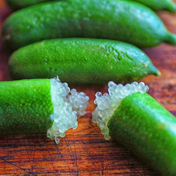 Image of GreenWorld Special & Rare Long Finger Green Australion Lime,Lemon /Lebu Plant(Australion Variety) Healthy Live Plant,'' Fruit After 1 Year''