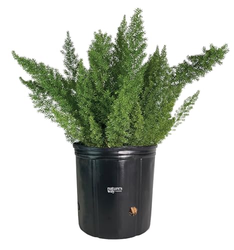 Nature's Way Farms Asparagus Meyerii Fern Live Plant (25-30 in.