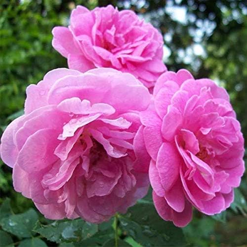 Mphmi Plant Damascus Rose, Scented Rose (Any Color) - Plant
