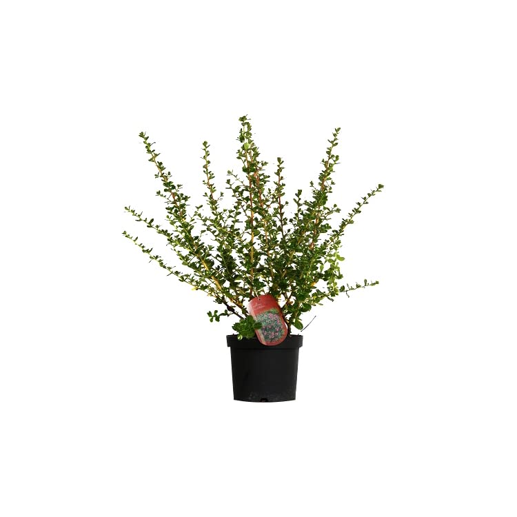 Escallonia 'Donard Radiance' 40–50 cm Vaso – Arbusto sempreverde con fioritura rosa intensa