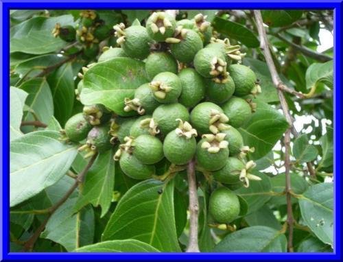 CSNCH 12 Seeds Of Guava Fruit Seeds Guava Psidium Guajava Fruit Tree Delicious Fruit