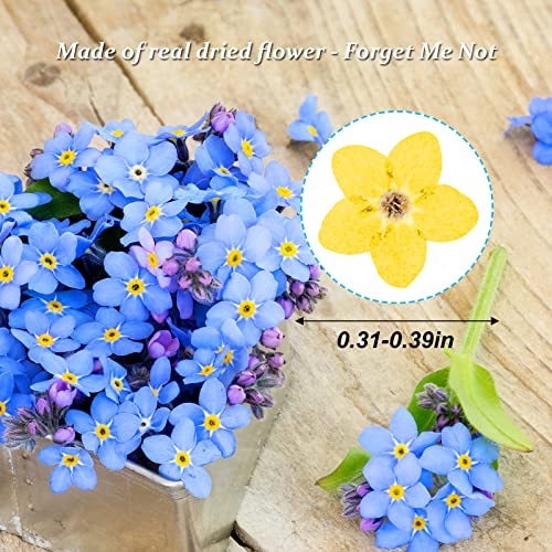 Flores Secas Olvídame - 60 Piezas Amarillas Naturales miniatura 2