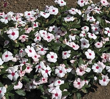 Vinca Cora XDR Polka Dot 100 Seeds