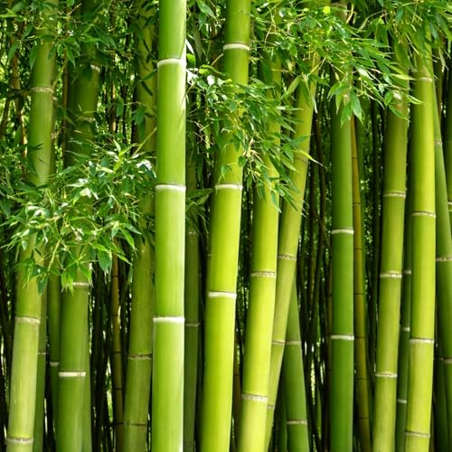 420 Giant Bamboo Seeds for Planting - Fast Growing Bamboo Ideal Privacy Screen, Windbreak, Garden Accent or Landscaping – Easy Planting - Striking Dark Stems
