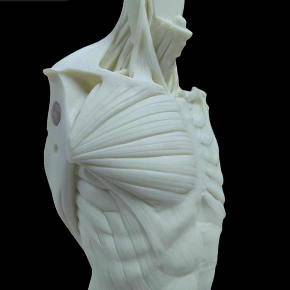 Modèle Anatomique Humain musculosquelettique de 60 cm, Mannequin Masculin pour Dessin Anatomique