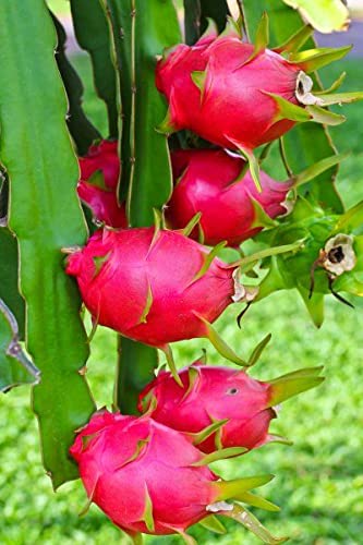 Aziz Gazi Nursery - Dragon Fruit Plant | Live Red Flesh Dragon Plant | Dragon fruit Plant with polybag (Plant Height - 8 To 9 Inc) - Image 8 thumbnail