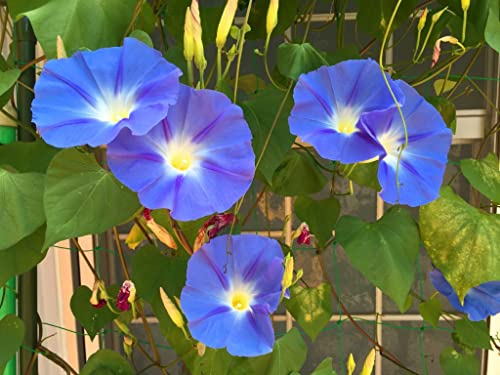 Image of Japanese Flower Asagao SEEDS Pack