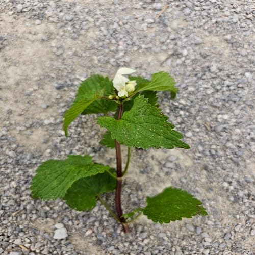 Derri&egrave;re Chez Vous &ndash; Le Gen&ecirc;t &eacute;pineux