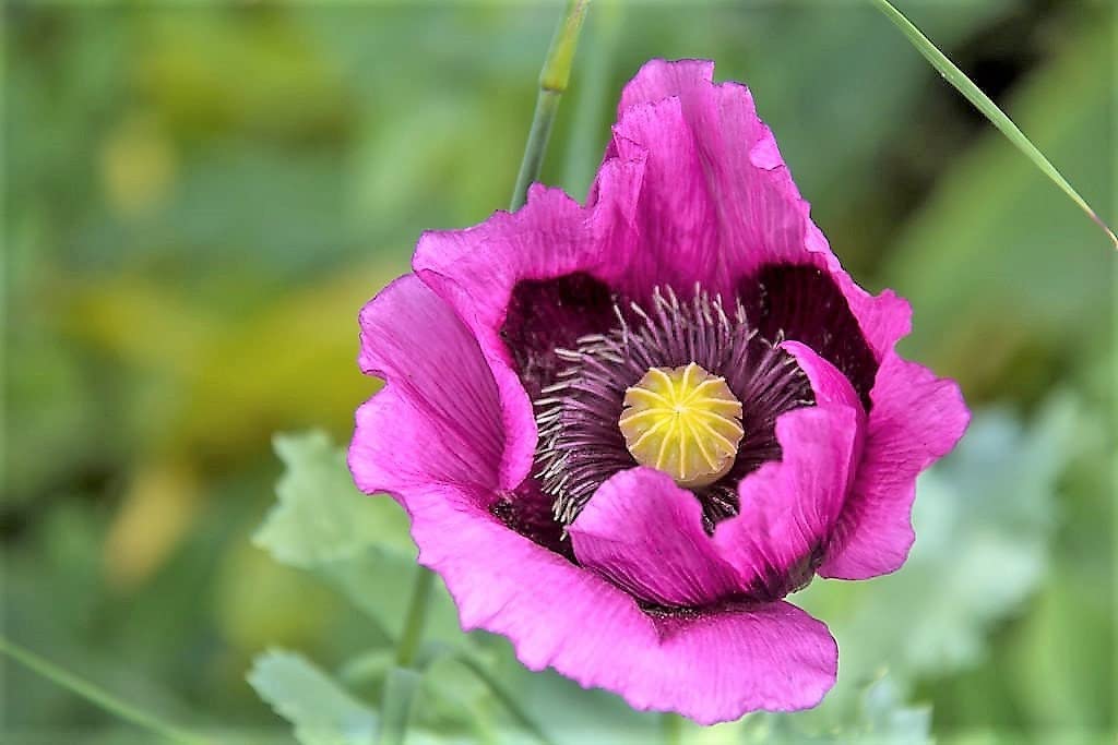 Buy 1000 Hungarian BREADSEED Poppy Papaver Somniferum Purple Blue