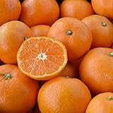 訳あり みかん 5kg（箱込約5kg）和歌山県産 ご家庭用