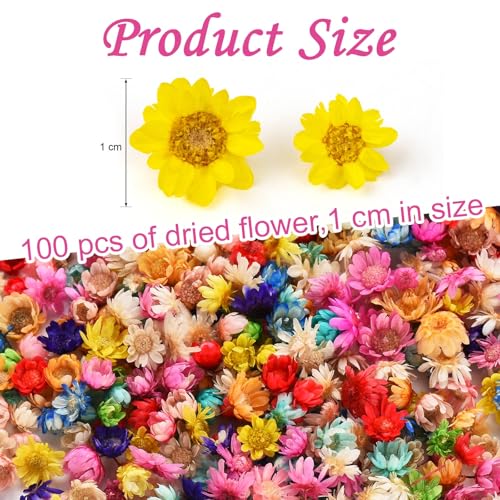 100 flores secas grandes para manualidades miniatura 2