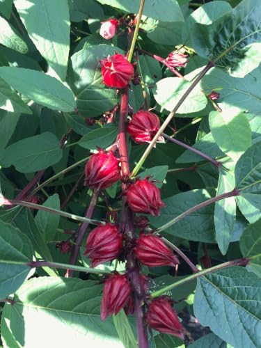 Hibiscus, Roselle -Live Plant 3" Starter Pot - Hibiscus sabdariffa - Tea Anyone?