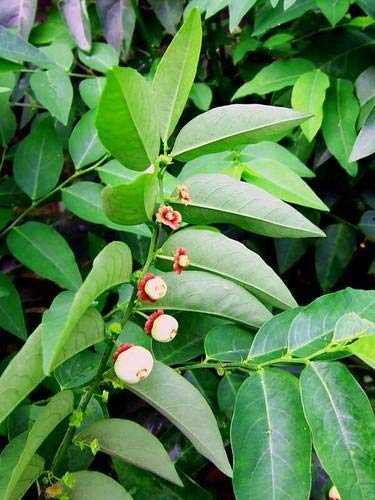 See full amazon price history chart for sauropus androgynus three year plant, multivitamin plant, star gooseberry sauropus androgynus three year plant, multivitamin plant, star gooseberry (B07WBWD3ZR) Amazon Price History, Amazon Price Tracker