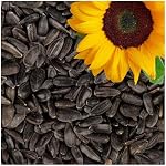 Lyra Pet – Lyra Pet® 25 kg Sonnenblumenkerne Schwarz Vogelfutter ganzjä