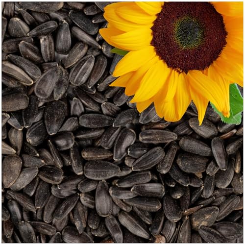 Lyra Pet | 25 kg Sonnenblumenkerne Schwarz | Vogelfutter für das Ganze Jahr | Premium Wildvogelfutter | Idealer Energiespender für Sommer und Winter | Ölhaltiges Vogelstreufutter für Wildvögel