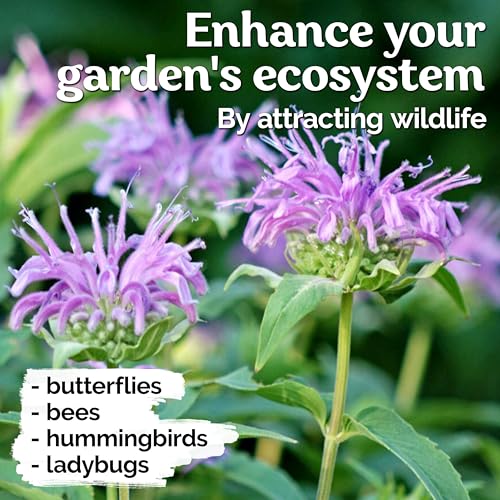 KVITER 2,000 Wild Bergamot Seeds for Planting (Monarda fistulosa), 2 Pack – Bee Balm Native Wildflower, Pollinator Magnet, Organic & Non GMO – Flower Seeds to Plant Outside in Flower/Herb Garden - Image 7