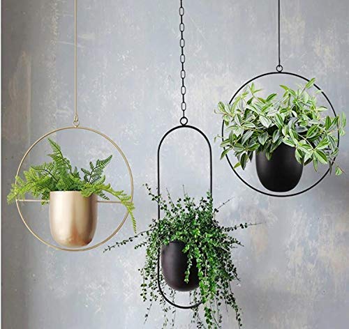 NCGL Suspension pour Plantes en Acrylique