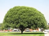 GREENGROVE Globe Willow Tree - Deciduous, Drought-Tolerant Shade Tree for Home Landscapes | Fast Growing - 3 Feet/Year, Fast Growing Trees Upto 70 Ft (4-Plant)