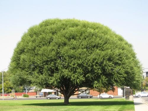 GREENGROVEGlobe Willow Tree - Deciduous, Drought-Tolerant Shade Tree for Home Landscapes | Fast Growing - 3 Feet/Year, Fast Growing Trees Upto 70 Ft (8-Plant)