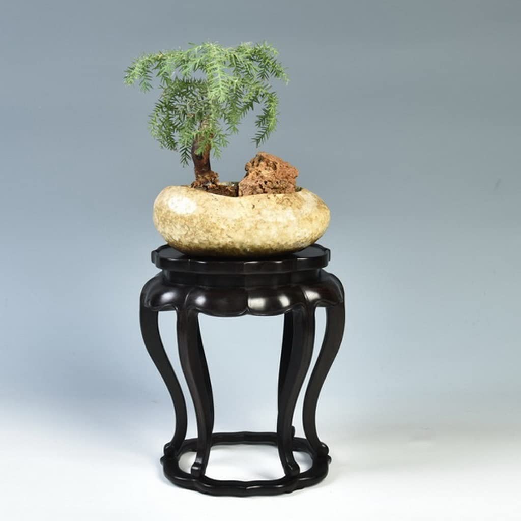 goldregen bonsai Bonsai-Ausgangsmaterial Goldregen – Bonsai winkel